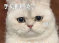 可爱呆萌猫表情包带字_2025超Q卖萌猫咪表情图片