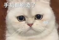 可爱呆萌猫表情包带字_2025超Q卖萌猫咪表情图片