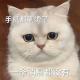 可爱呆萌猫表情包带字_2025超Q卖萌猫咪表情图片
