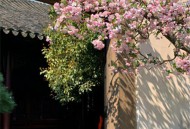 超唯美海棠花图片真实_小清新又很美海棠花图片素材
