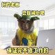 2025回复老板的搞笑表情包_适合发给领导的表情图片